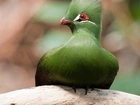 Zielony, Ptak, Turaco