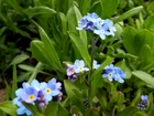 Niebieskie, Kwiaty, Niezapominajki