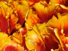 Pomarańczowo, Żółte, Tulipany, Strzępiaste, Płatki