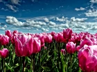 Różowe, Tulipany, Niebo
