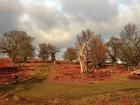 Leicestershire, Bradgate, Park