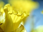 Żółty, Kwiat, Żonkil