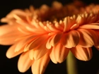 Gerbera