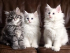 Trzy, Rasowe, Kotki, Maine coon