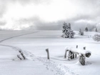 Zima, Śnieg, Pole, Drzewa, Ścieżka