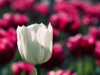 Biały, Tulipan, Rozmycie