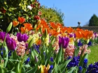 Tulipany, Hiacynty, Kwiaty, Ogród, Wiosna