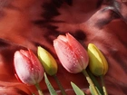 Kwiaty, Tulipany, Czerwone, Żółte, Krople