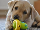 szczeniak, Labrador Retriever, Zabawka