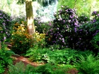 Kwiaty, Krzewy, Rododendron, Paprocie, Ścieżka, Park, Wiosna, Szwajcaria