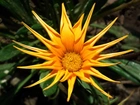 Przyroda, Kwiat, Gazania