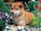 Shiba inu, kwiaty