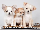 Trzy, Słodkie, Szczeniaczki, Chihuahua