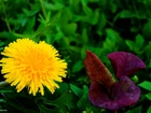 Kwiat, Żółty, mniszek, Mlecz