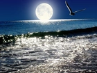 Morze, Mewa, Księżyc, Noc