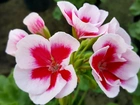 Biało, Czerwona, Pelargonia