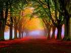 Jesień, Park, Drzewa, Aleja, Mgła