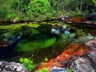 Cano Cristales, Rzeka, Pięciu, Kolorów, Kolumbia