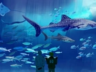 Axis Powers Hetalia, Manga, Anime, Oceanarium