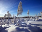 Zima , Śnieg, Las, Drzewa