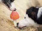 Border Collie, Muchomor