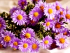 Aster, Grafika, Fractalius