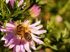 Aster, Pszczoła