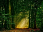 Las, Drzewa, Światło