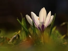Biały, Krokus, Kwiat, Wiosna