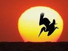 Pelikan, Ptak, Zachód Słońca, Słońce