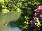 Grugapark, Essen, Staw, Kaczki, Krzewy, Rododendron, Niemcy