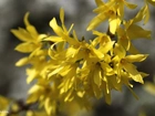 Żółte, Kwiaty, Forsycja, Wiosna