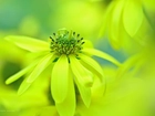 Rudbekia Naga, Żółte, Kwiaty