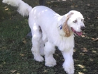 Clumber spaniel