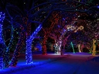 Zima, Droga, Noc, Drzewa, Światełka, Kolorowe