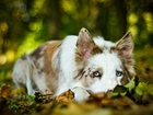 Smutny, Pies, Border Collie