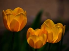 Trzy, Żółte, Tulipany