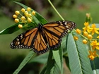 Motyl, Monarch, Liście, Kwiaty