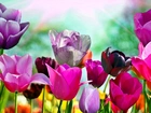Wiosna, Ogród, Kolorowe, Tulipany, Rozmycie