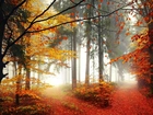 Las, Drzewa, Liście, Mgła, Drogi, Jesień
