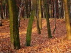 Park, Jesień, Dtzewa