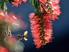 Callistemon, Kwiatostan, Osa, Makro