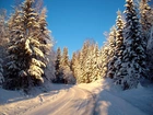Zima, Ośnieżone Drzewa, Las, Droga, Śnieg