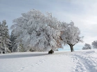 Zima, Ośnieżone, Drzewa, Śnieg, Ścieżka