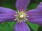 Przyroda, Kwiat, Clematis