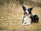 Pies, Border Collie, Trawa