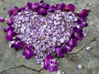 Walentynki, Fioletowe, Kwiaty, Serce, Miłość