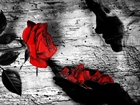 Grafika, Dziewczyna, Czerwona, Róża, Płatki
