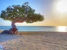 Morze, Drzewo, Słońce, Aruba