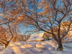 Zima, Drzewa, Dom, Przebijające światło